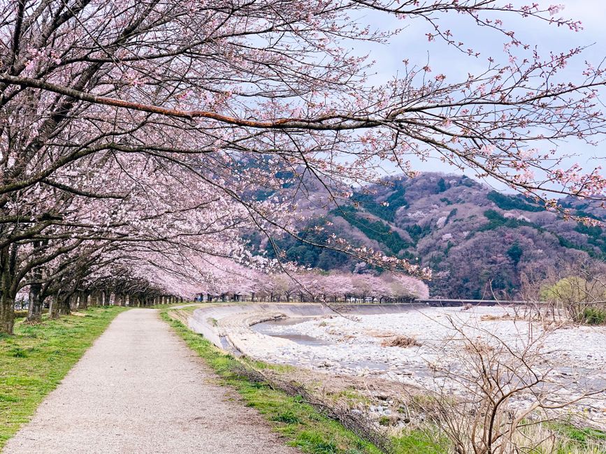 Asahiyama Memorial Park Cherry Blossoms (旭山記念公園の桜)