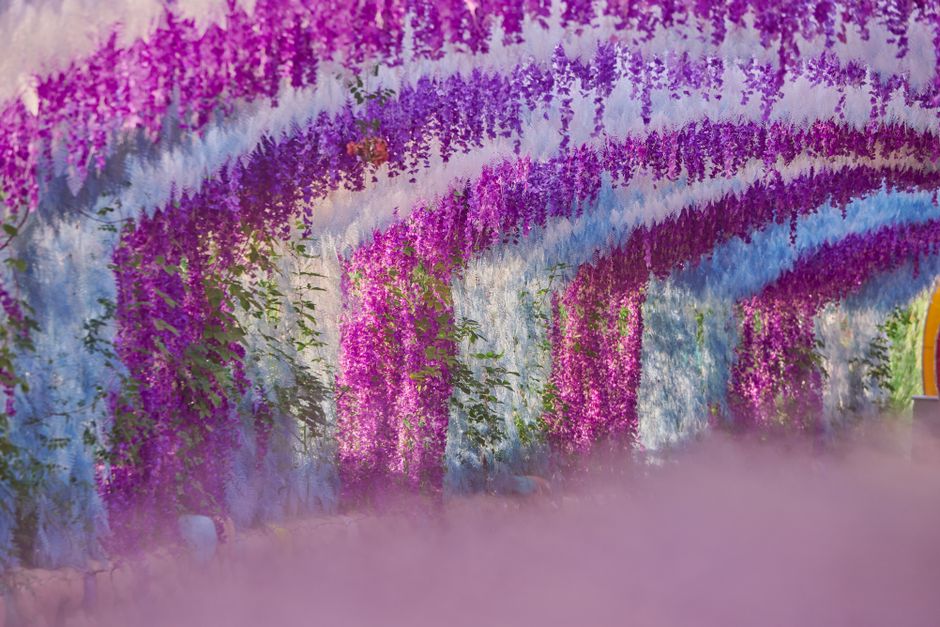 Ashikaga Flower Park Wisteria Festival