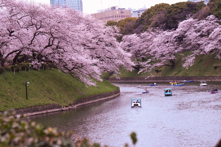 Chidorigafuchi Moat Cherry Blossom Boat Ride