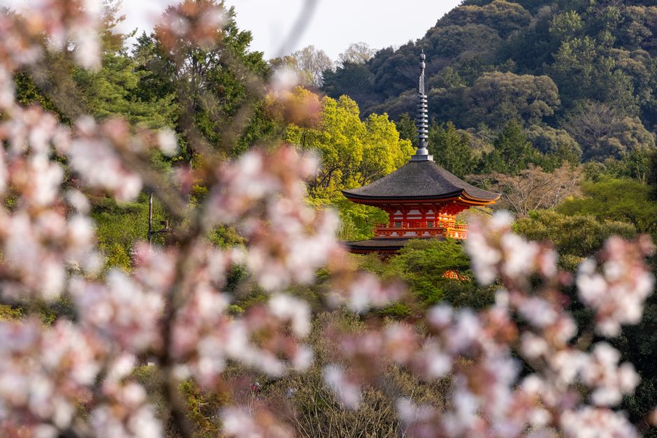 Daigo-ji Hanami Festival (醍醐寺豊太閤花見行列)