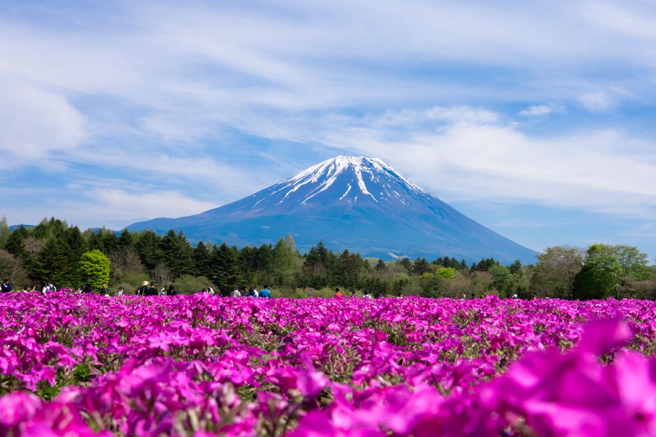 Fuji Shibazakura Festival (Fuji Motosuko Resort)