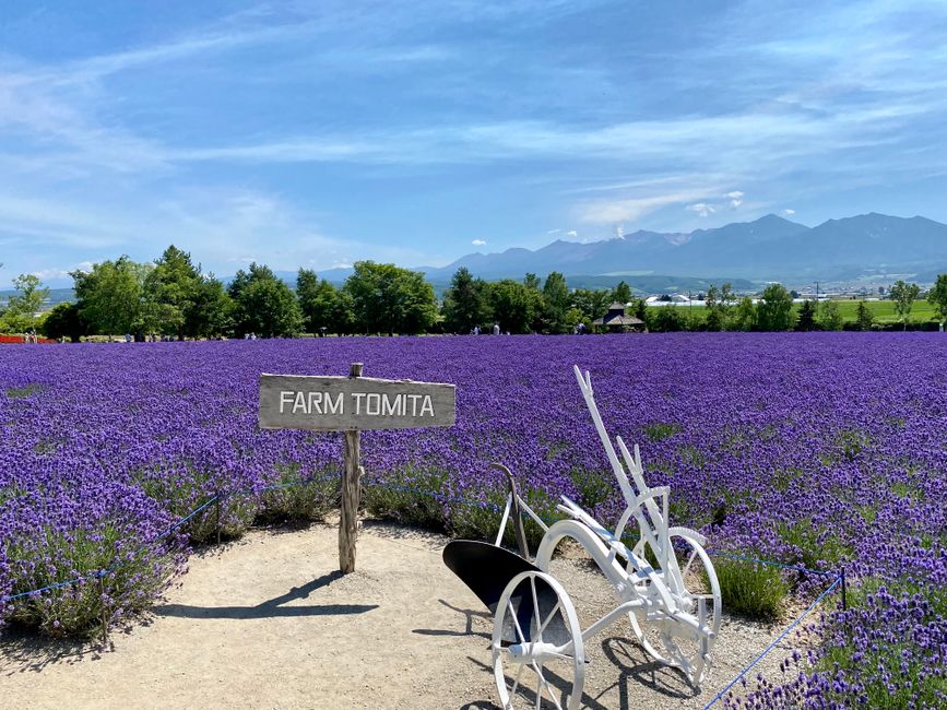 Furano Lavender Festival