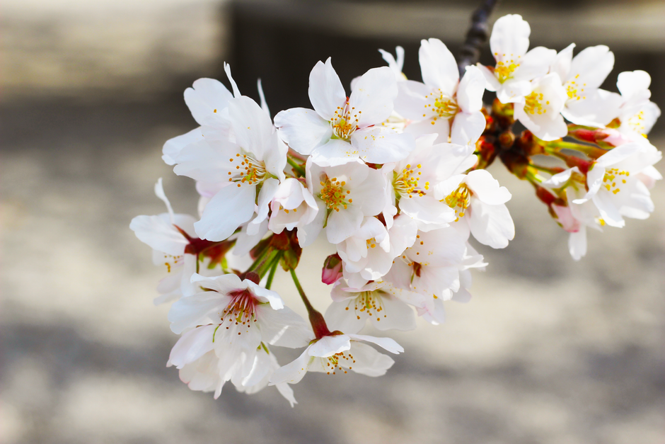 Goryokaku Park Cherry Blossoms (五稜郭公園の桜)