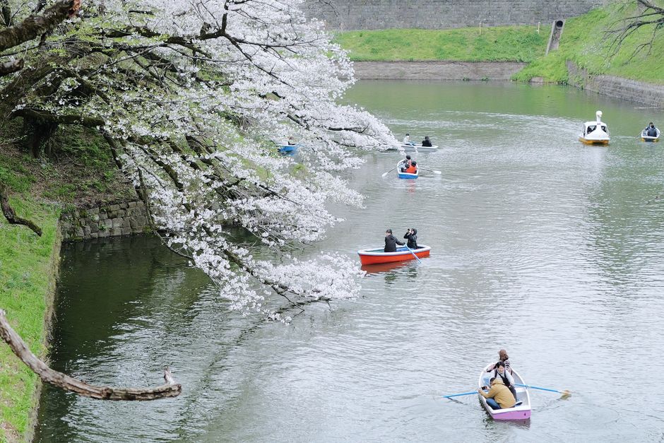 Goryokaku Cherry Blossom Festival (Goryokaku Hanami)