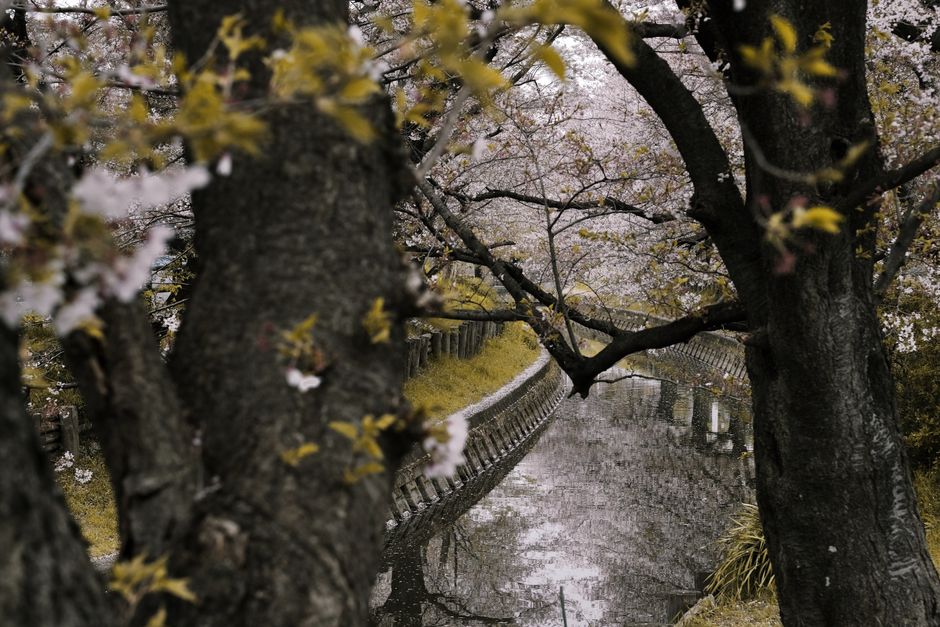 Usa City Riverside Cherry Blossom Walk, Oita