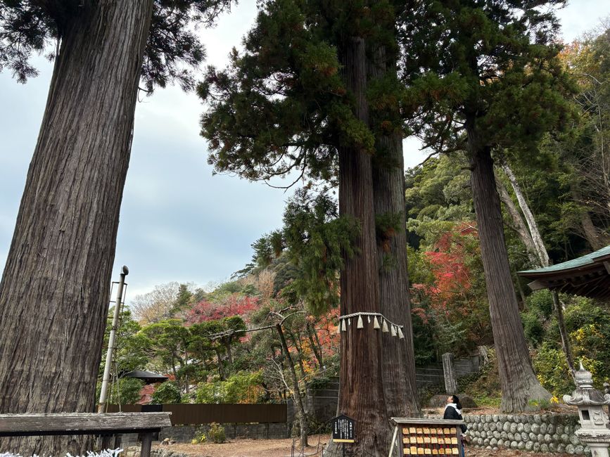 Mount Hiei Enryaku-ji Autumn Foliage (比叡山延暦寺紅葉)
