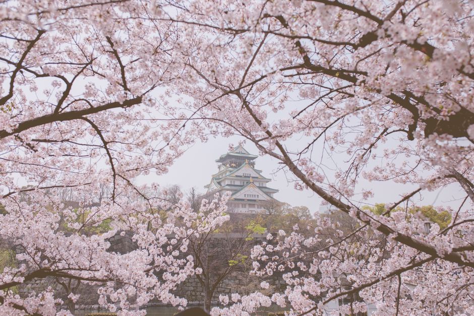 Hirosaki Castle Moat Rowboat Hanami