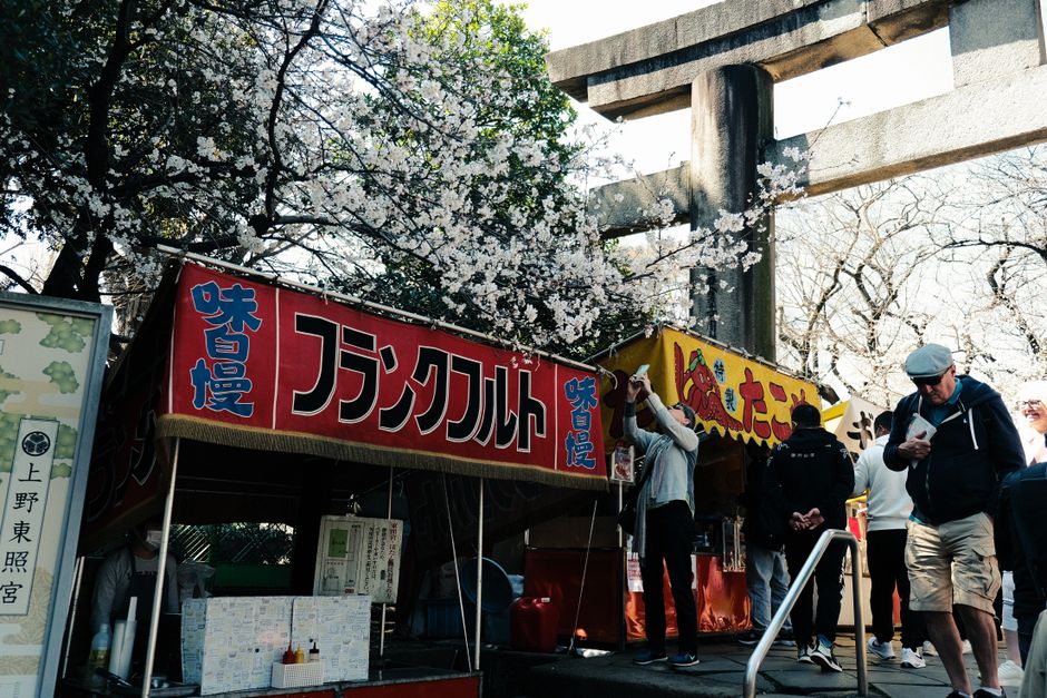 Hokkaido Jingu Spring Cherry Blossom (北海道神宮の桜)