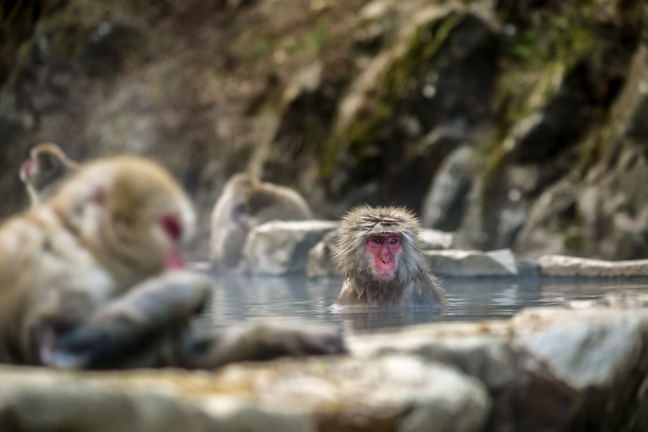 Jigokudani Monkey Park Autumn Visit