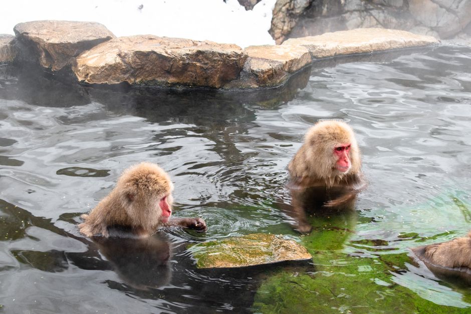 Jigokudani Wild Monkey Park