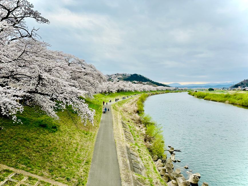 Kakuda Kamisugi Cherry Blossom Festival (Kakuda Sakura Matsuri)