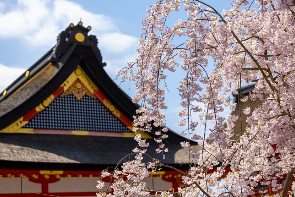 Kakunodate Samurai District Weeping Cherry Viewing
