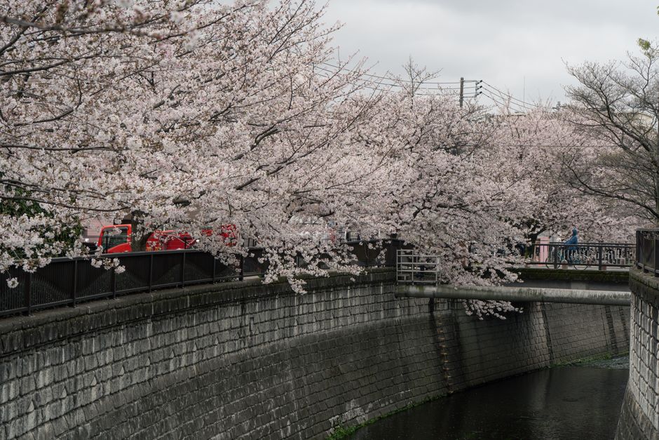 Kema Sakuranomiya Park Hanami (毛馬桜之宮公園花見)