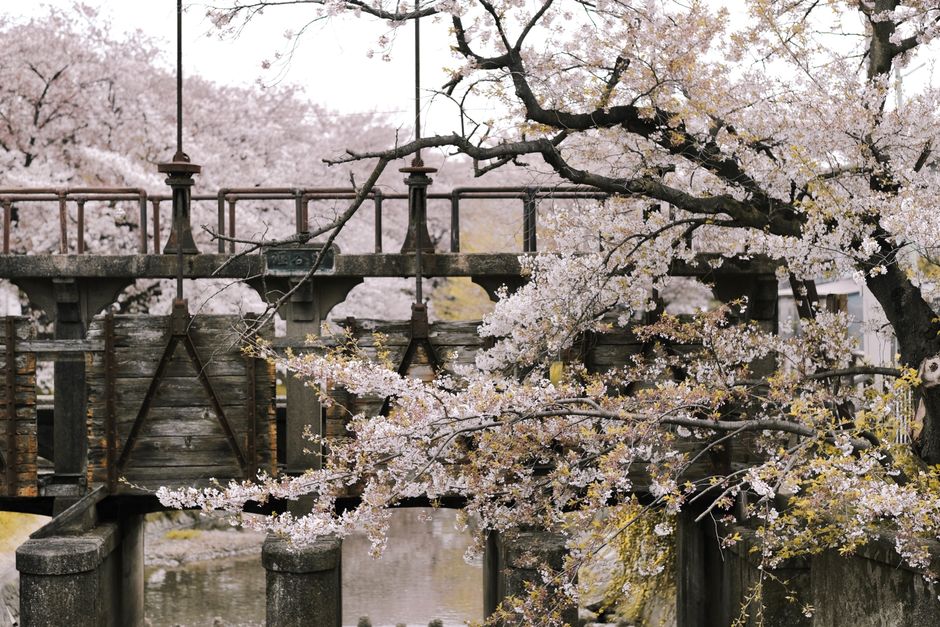 Kintai Bridge Cherry Blossom Festival (Kintaikyo Hanami)