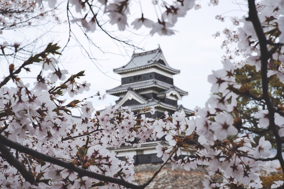 Katsuyama Park Cherry Blossom Festival, Kokura