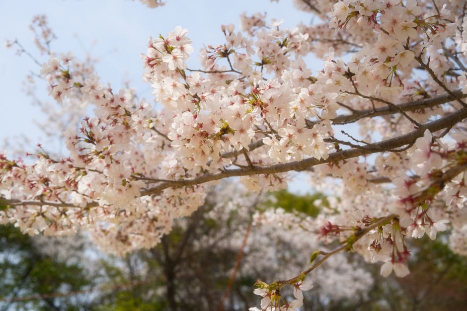 Kobe Nunobiki Herb Garden Cherry Blossom Ropeway Experience
