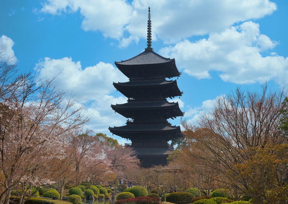 Chikurinji Temple Cherry Blossom, Mount Godaisan