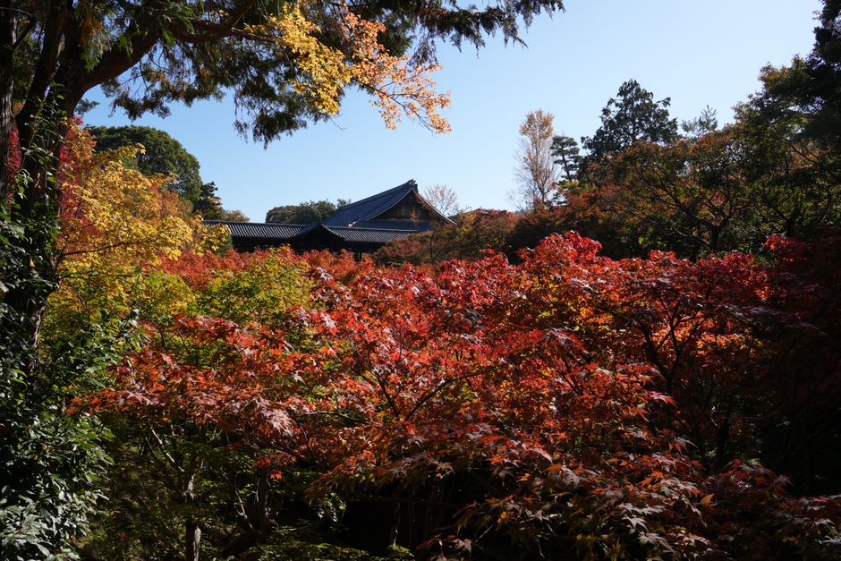 Ryūgadō Cave & Autumn Foliage Park, Tosa