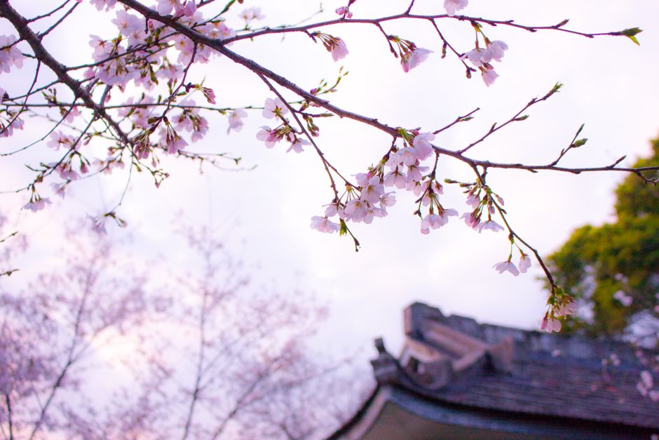 Koganei Park Cherry Blossom Festival (Koganei Koen Sakura Matsuri)