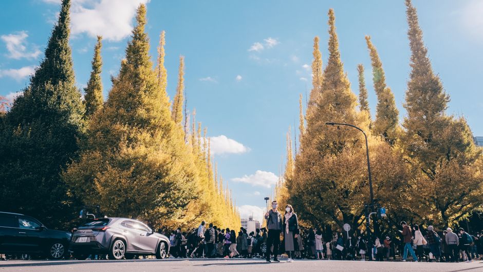 Showa Kinen Park Autumn Foliage & Ginkgo Avenue