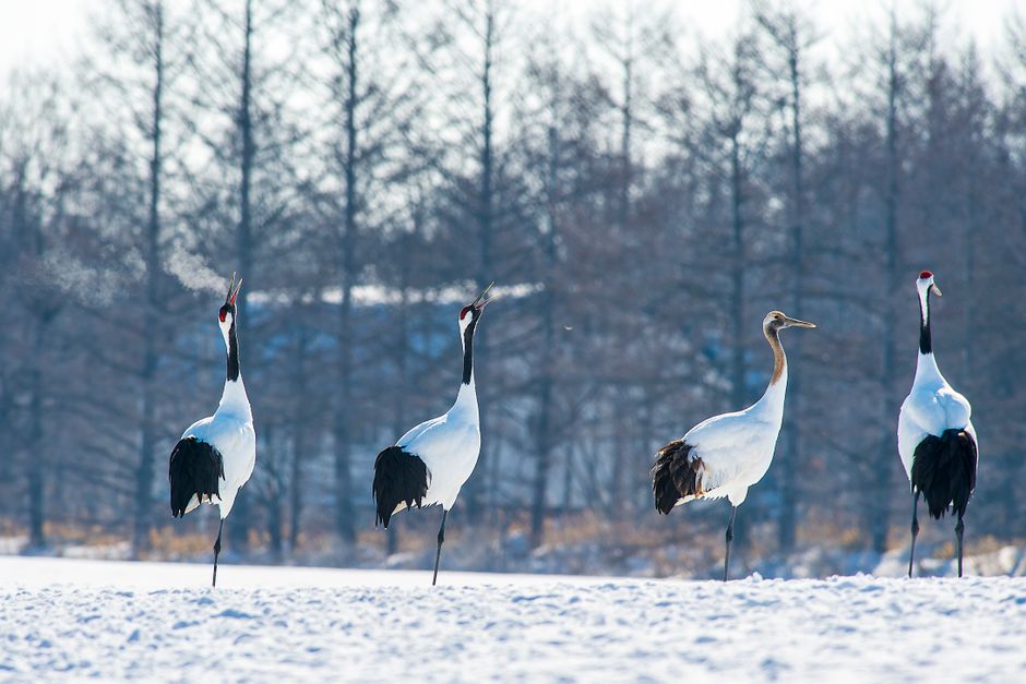 Kushiro Marshland Tancho Crane Watching
