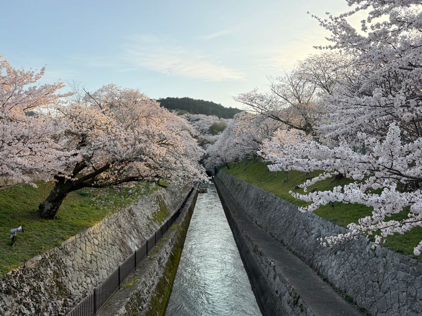 Philosopher's Path (Tetsugaku-no-Michi), Kyoto