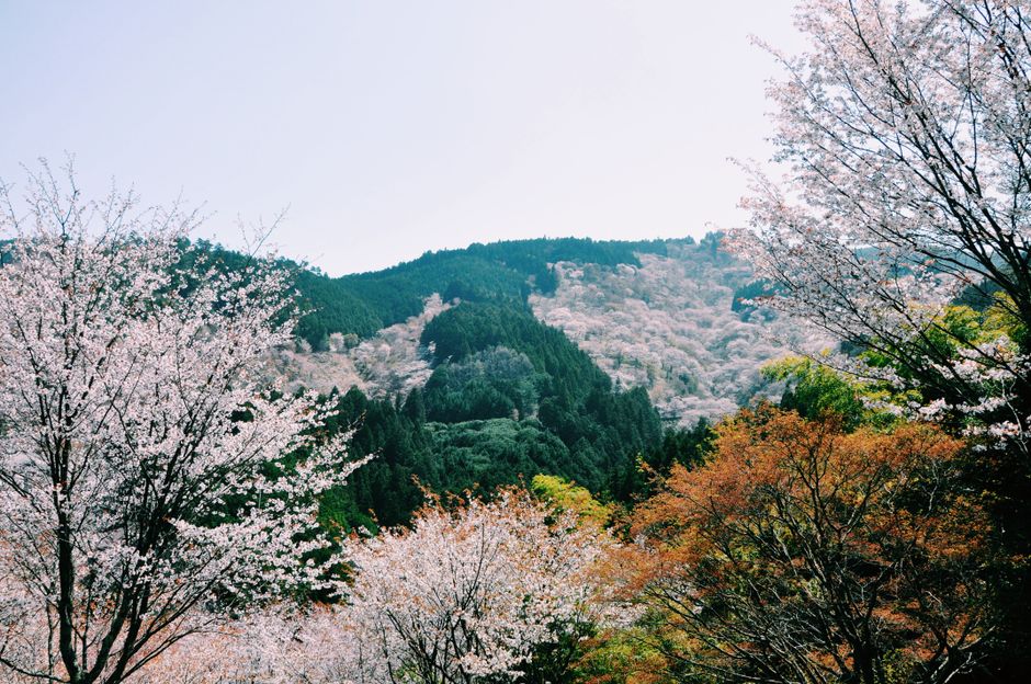 Makiba Park Cherry Blossom Viewing, Niimi