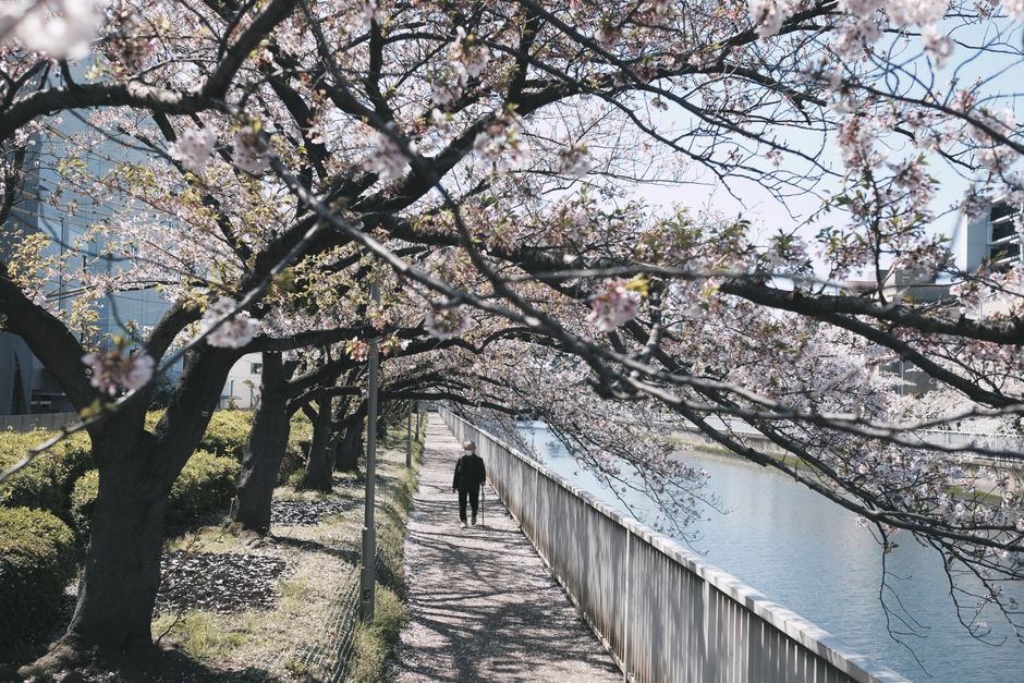 Komatsugawa Senbonzakura Cherry Blossom Festival