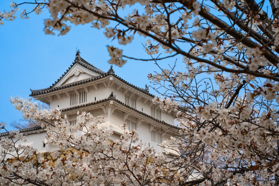 Matsuyama Castle Cherry Blossom Festival