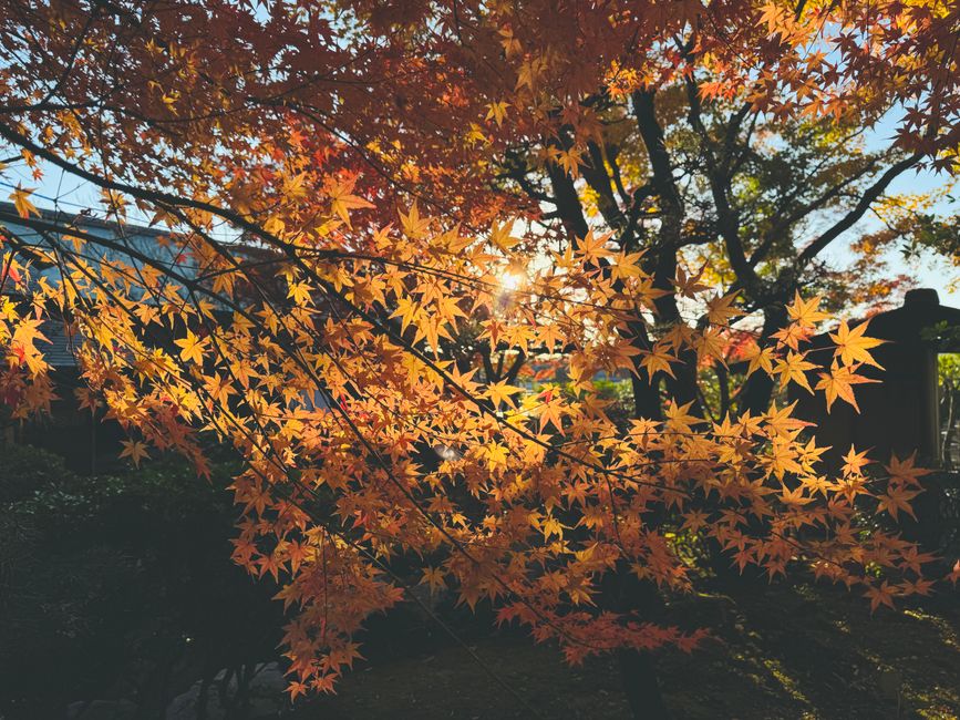 Ishite-ji Temple Autumn Foliage, Matsuyama