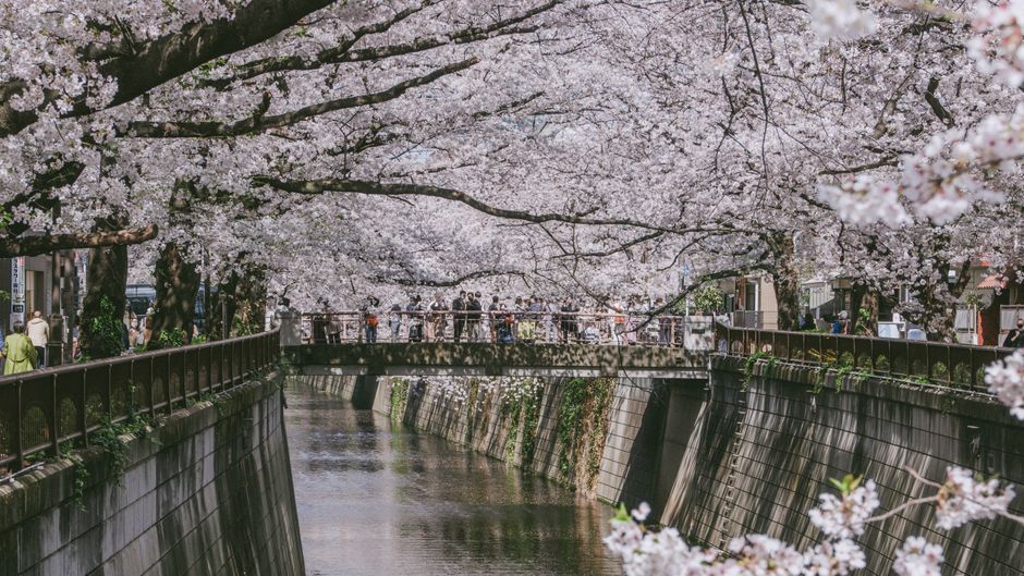 Meguro River Cherry Blossom Promenade (Nakameguro Sakura Festival)