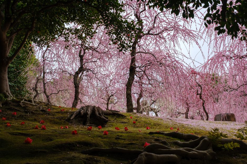 Miharu Takizakura Weeping Cherry Tree
