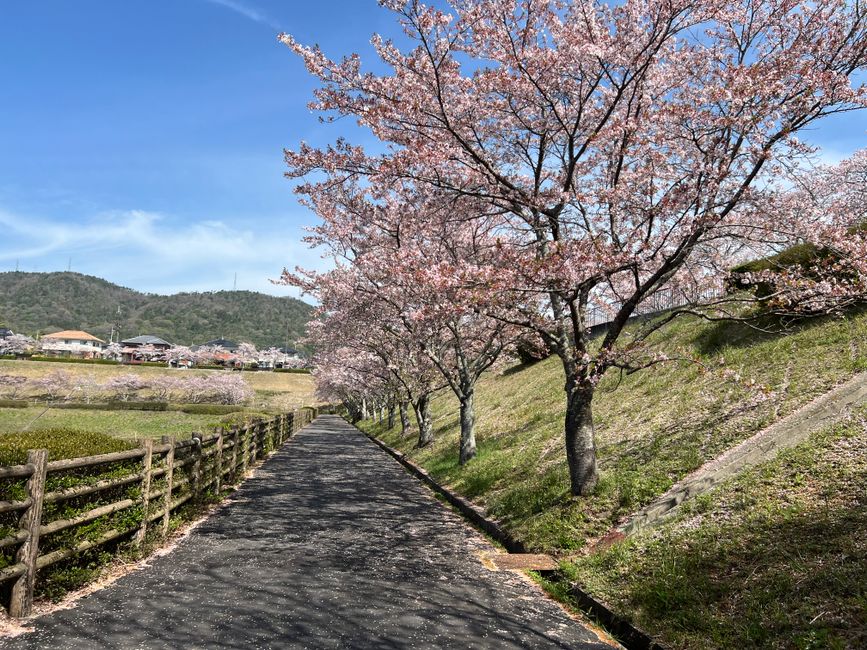 Mirasaka Cherry Blossom Road, Miyoshi