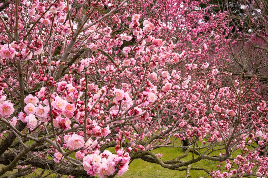 Mito Kairakuen Plum Blossom Festival