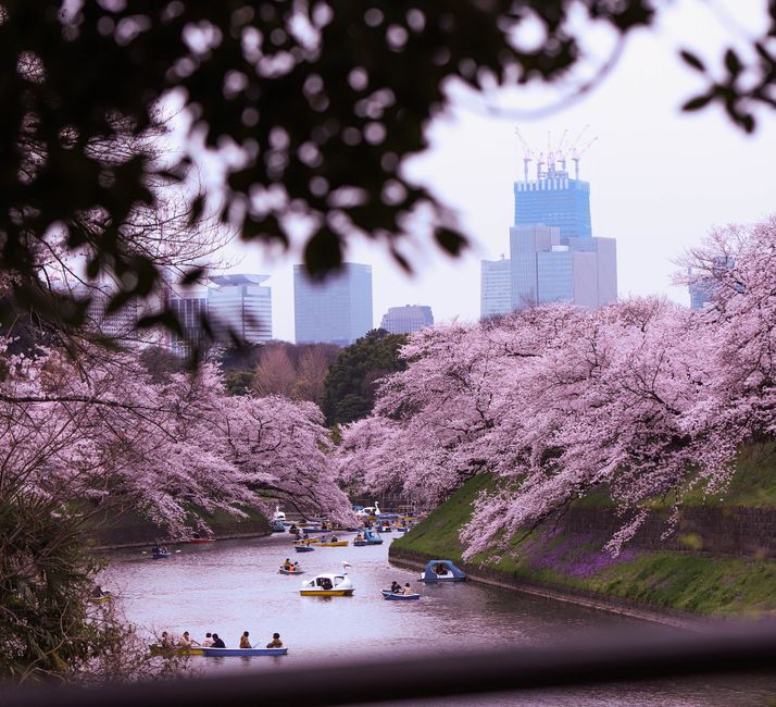 Miyazaki Peace Park (Heiwa-dai Koen) Cherry Blossom Festival