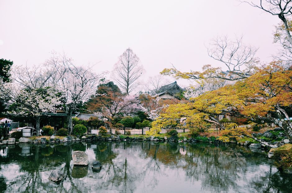 Glover Garden Cherry Blossom Season, Nagasaki