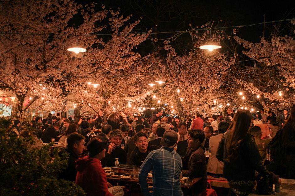 Nago Cherry Blossom Festival (Nago Sakura Matsuri)