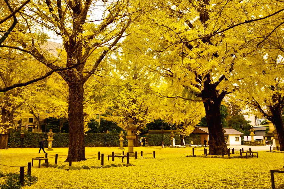 Nakajima Park Autumn Foliage Stroll (中島公園の紅葉散策)