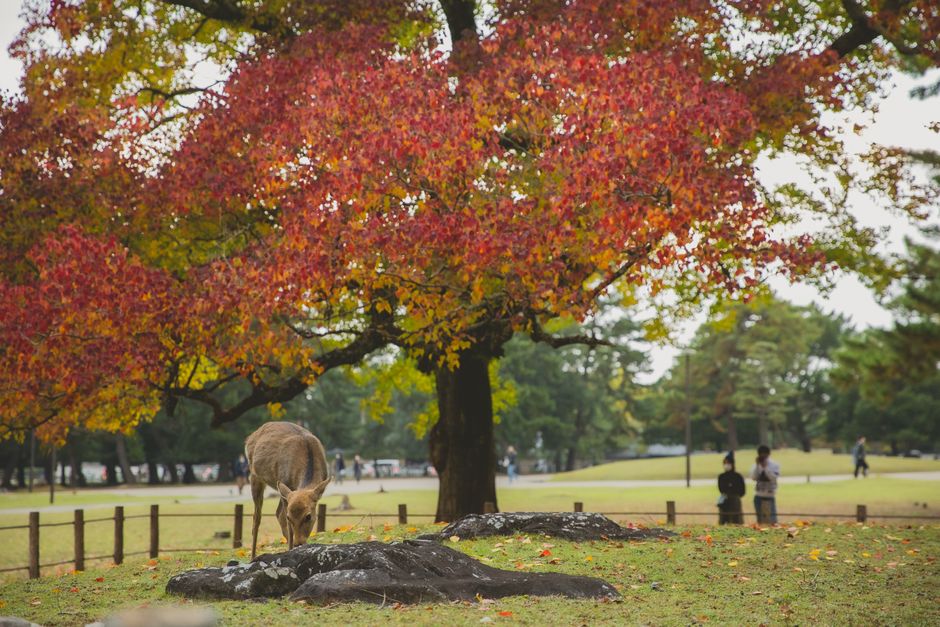 Nara Park Autumn Foliage (奈良公園紅葉)