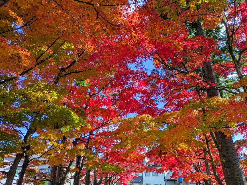 Naruko Gorge Autumn Foliage