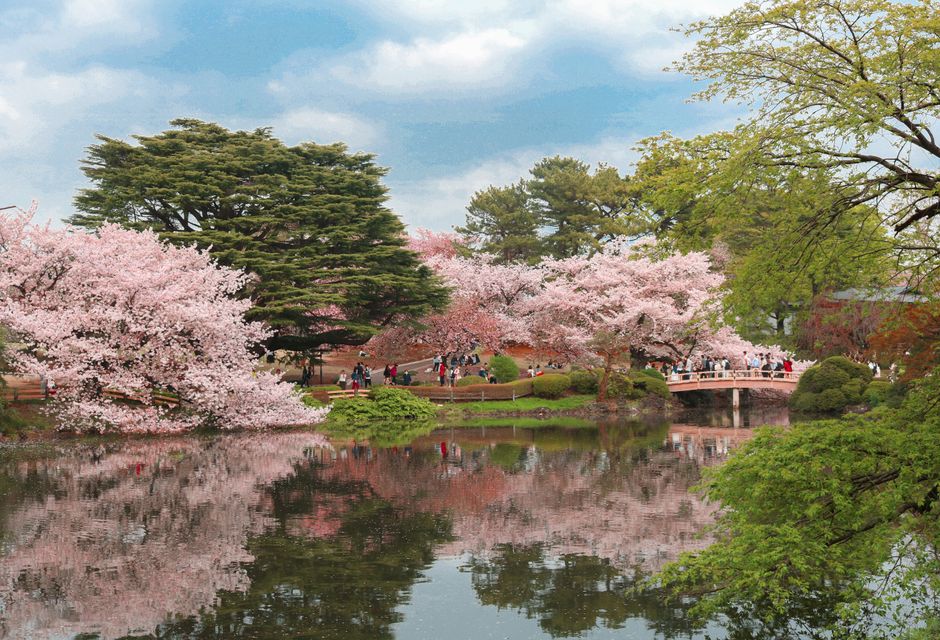 Negishi Shinrin Park Cherry Blossom Season