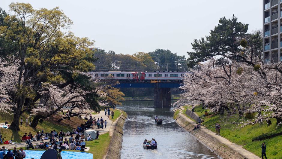 Tsuruma Park Cherry Blossom Hanami, Nagoya
