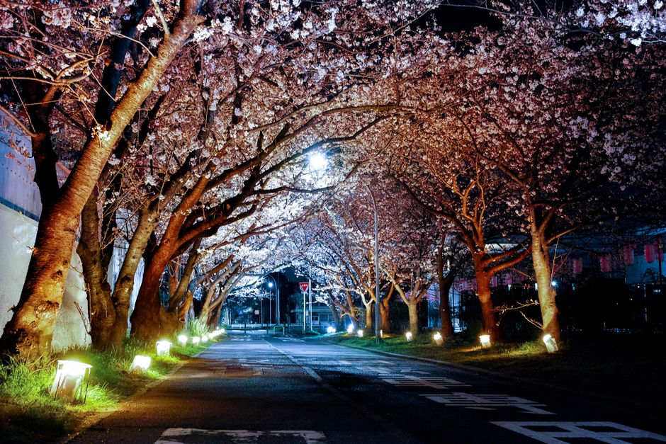 Yonomori Cherry Blossom Avenue (Yonomori Sakura)