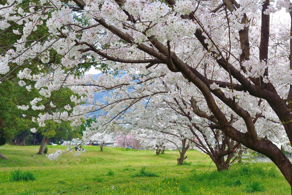 Nishi Park (Nishi-koen) Cherry Blossom Viewing, Fukuoka