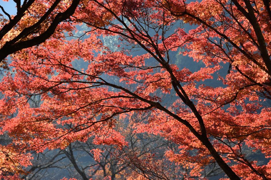 Obara Shikizakura Autumn Cherry Blossom Viewing