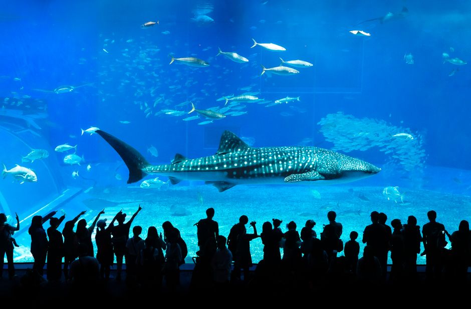Okinawa Churaumi Aquarium