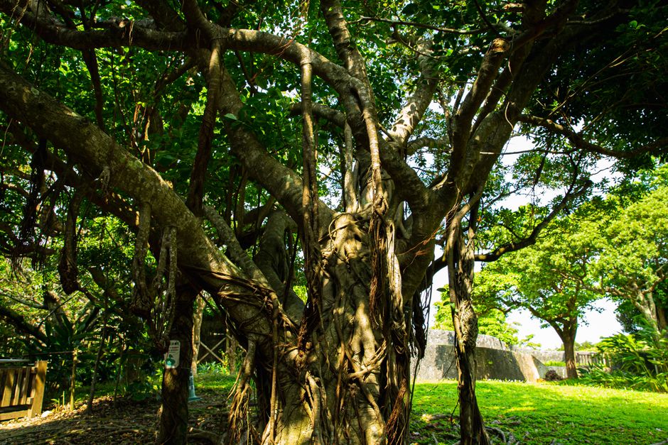 備瀬のフクギ並木 Bise Fukugi Tree Avenue Autumn Walk