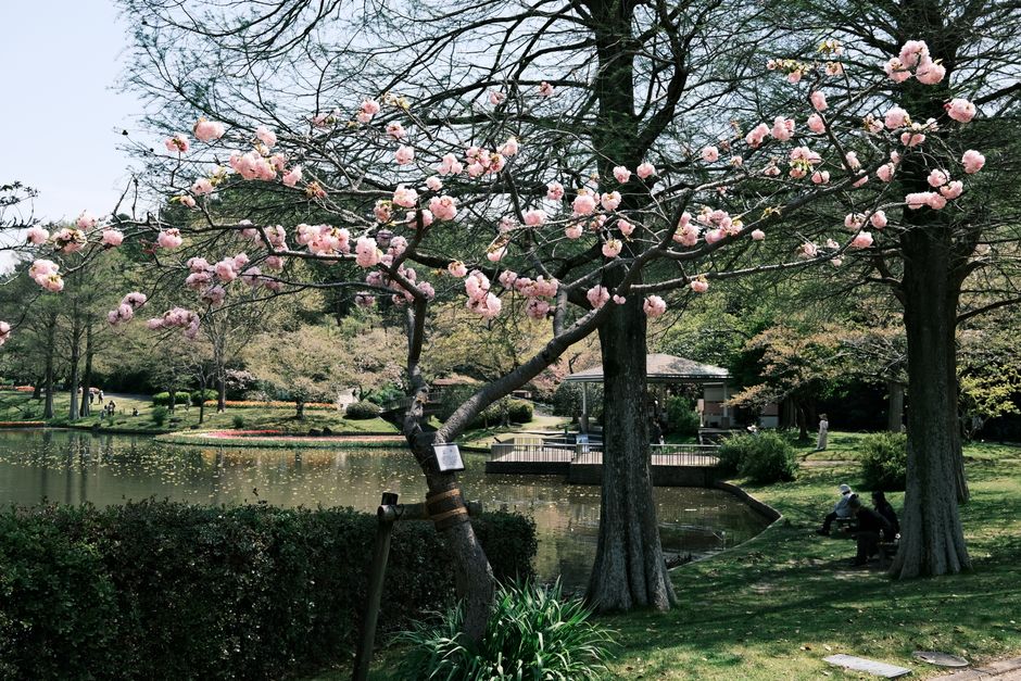 Okinawa Peace Memorial Park Sakura Walk