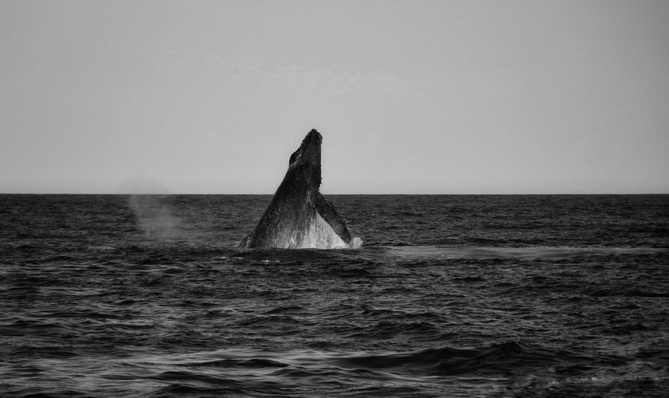 Zamami Island Humpback Whale Watching