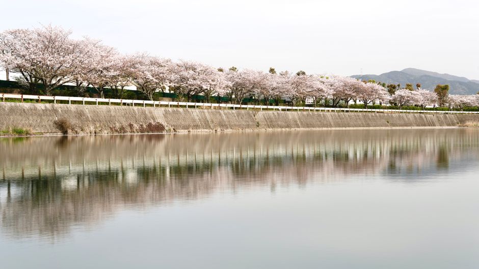 Omachi Keisetsu Cherry Blossom Promenade, Nagano